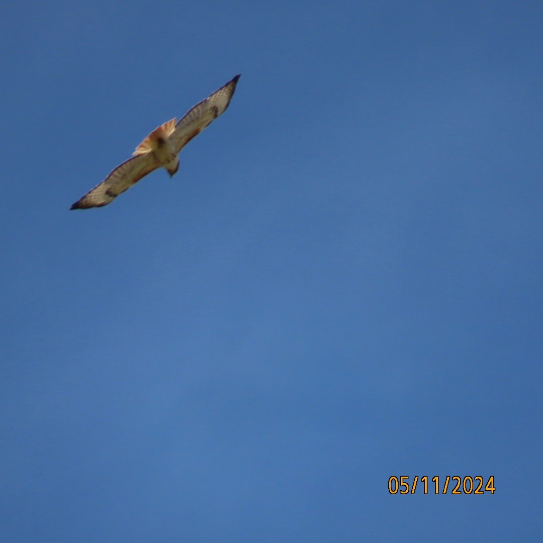 Red-tailed Hawk - ML618857576