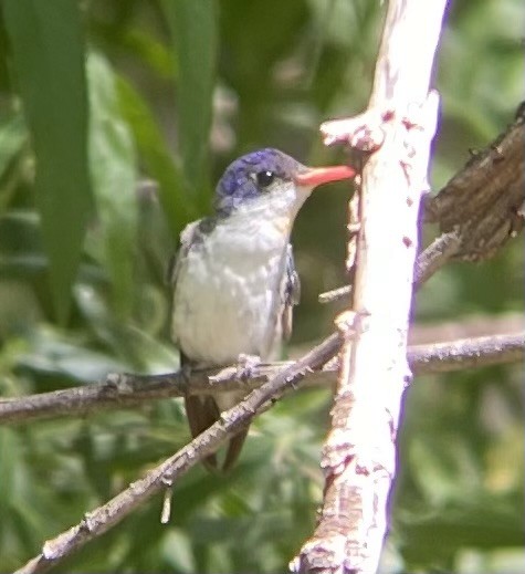 Violet-crowned Hummingbird - Tristan McKnight