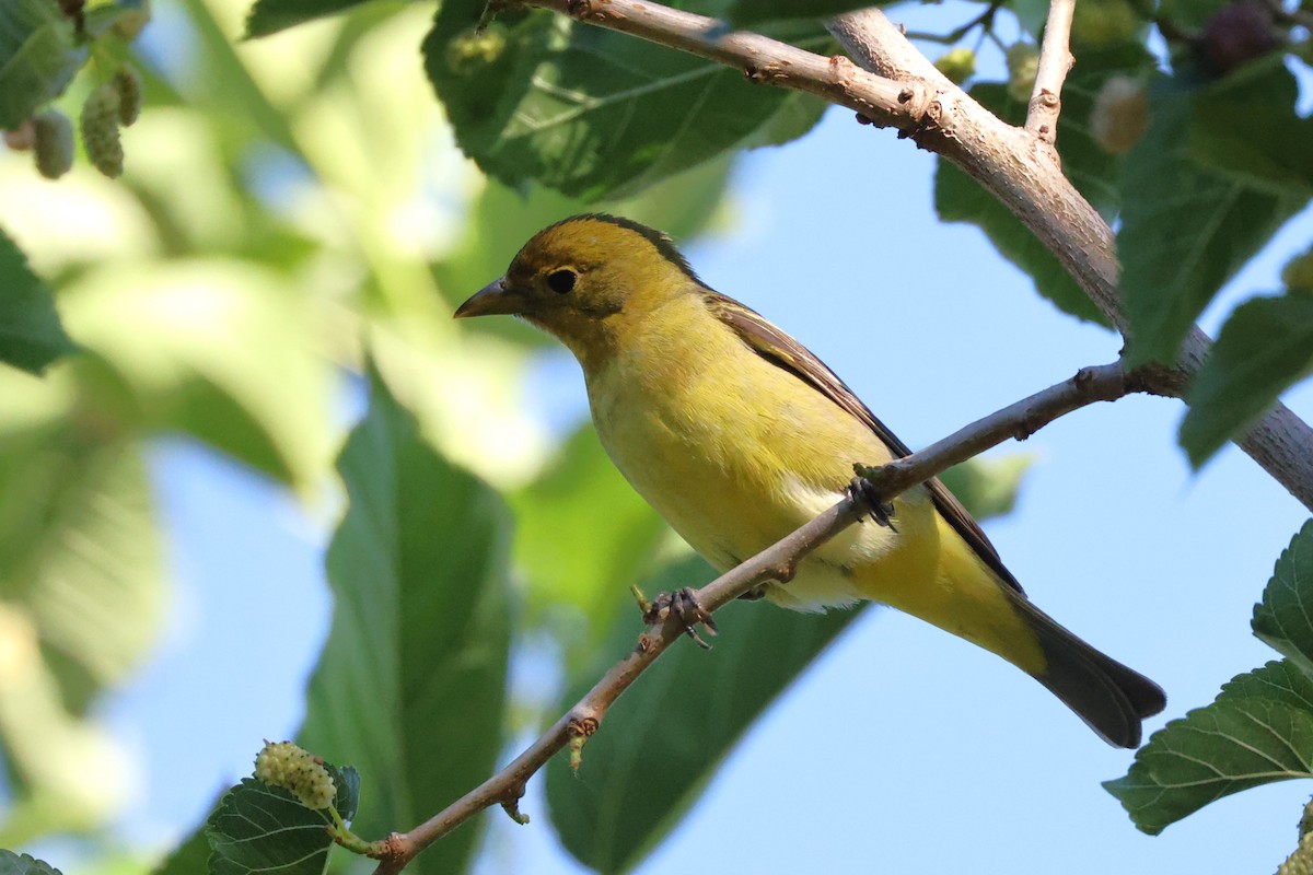 Western Tanager - ML618857581