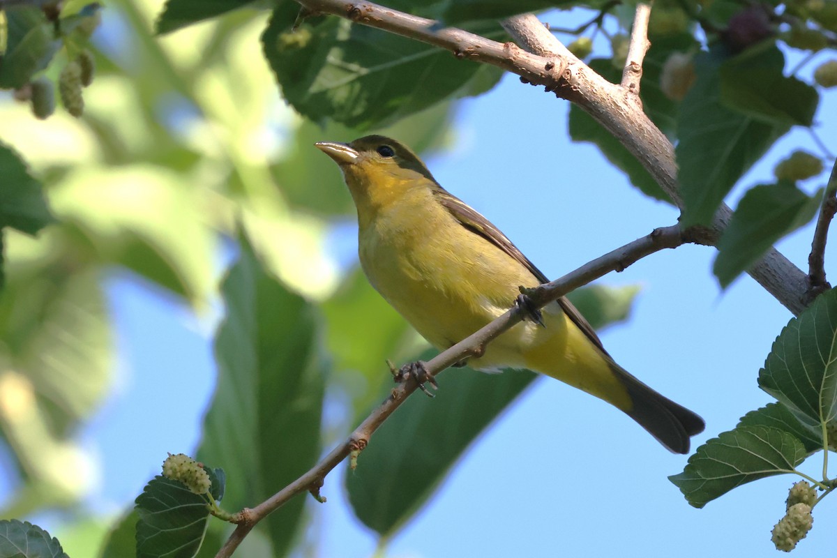 Western Tanager - ML618857583