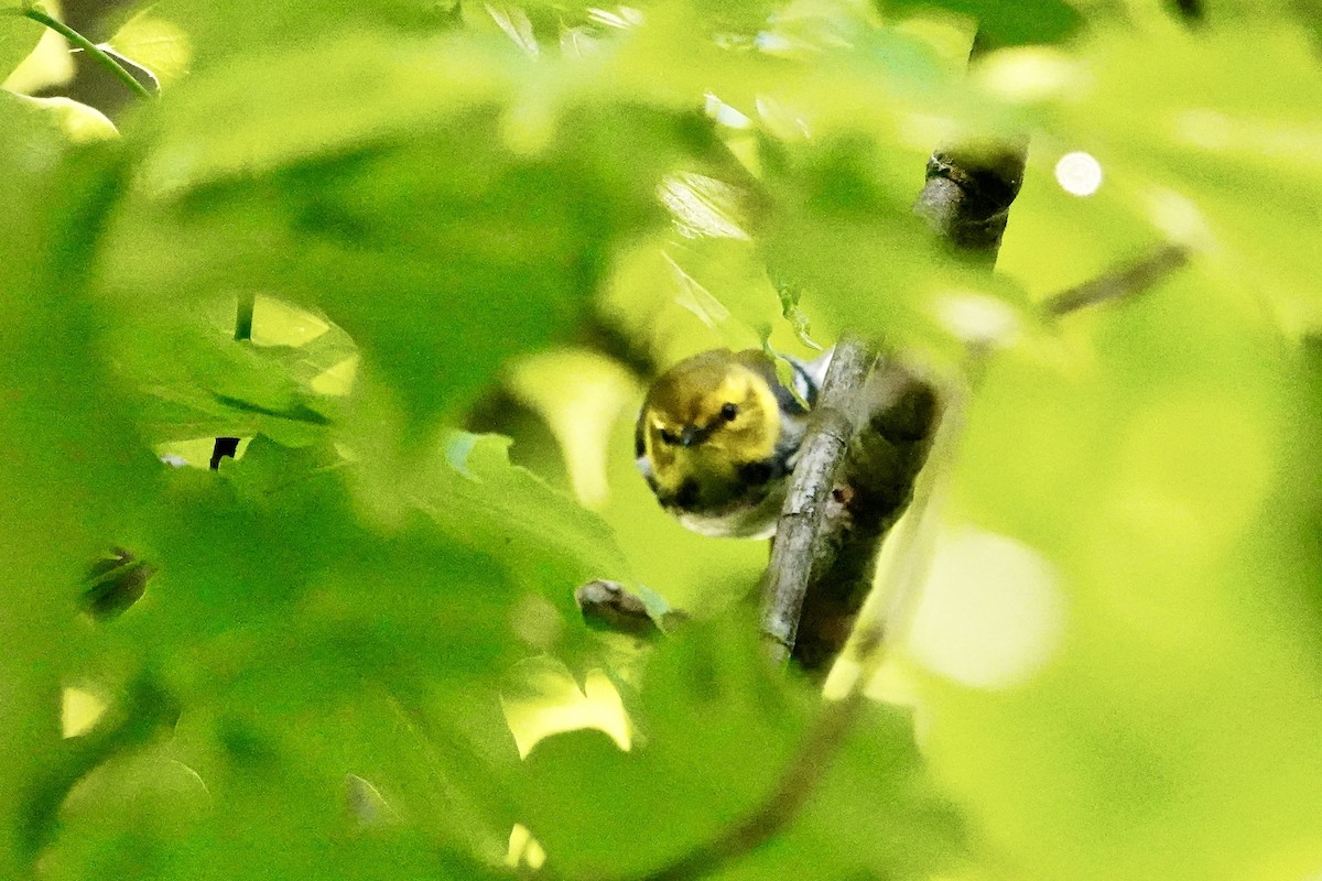 Black-throated Green Warbler - ML618857602