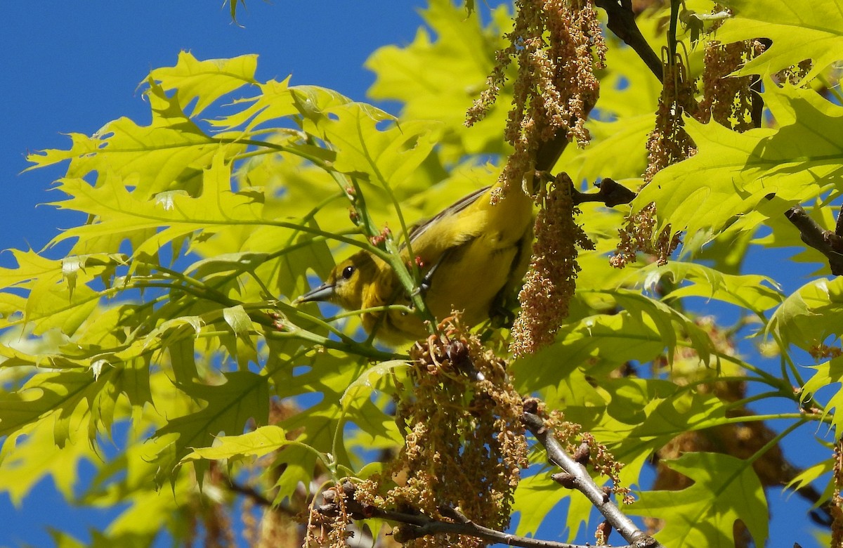 Orchard Oriole - ML618857621