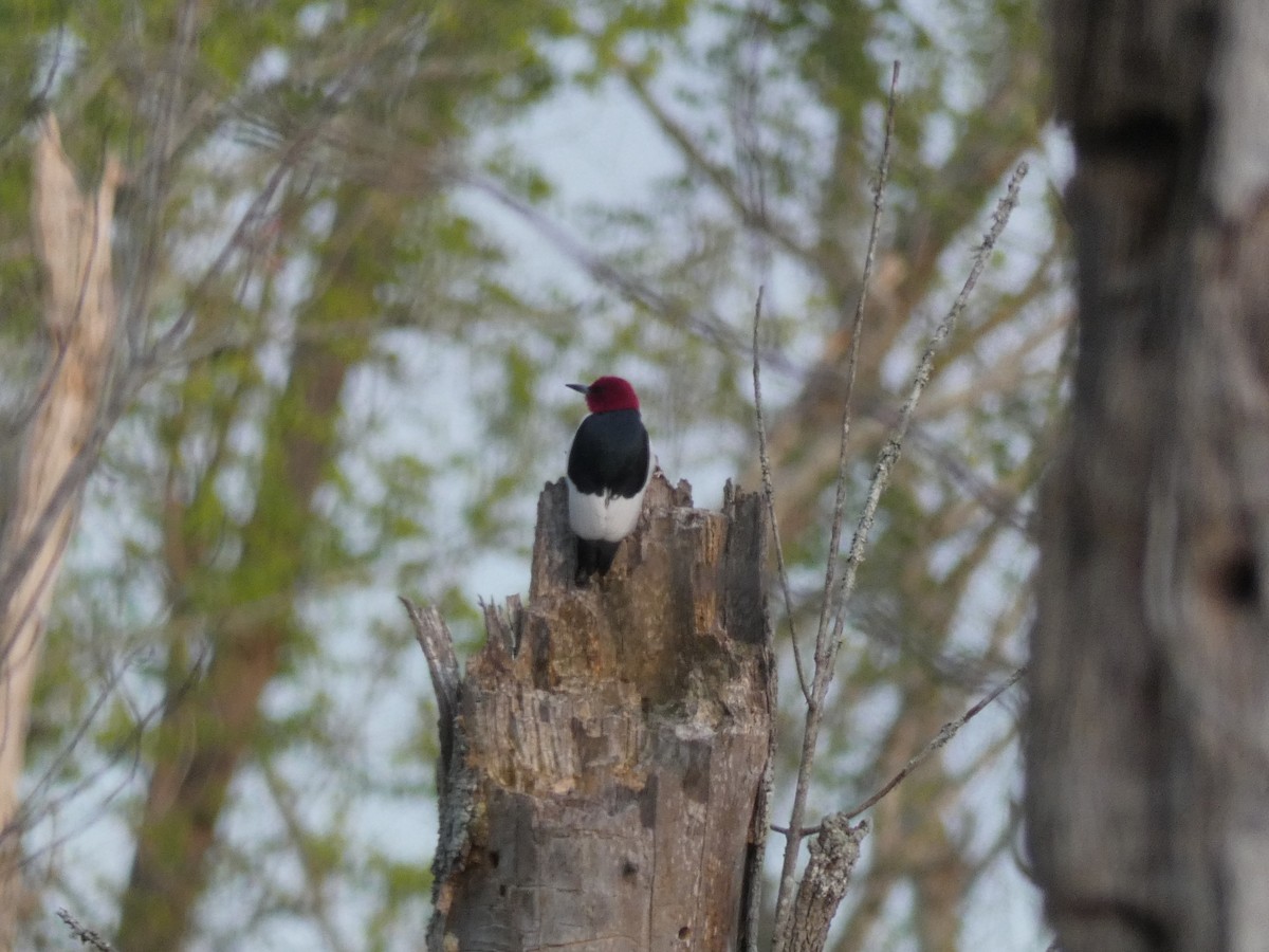 Red-headed Woodpecker - Carlo Lindner