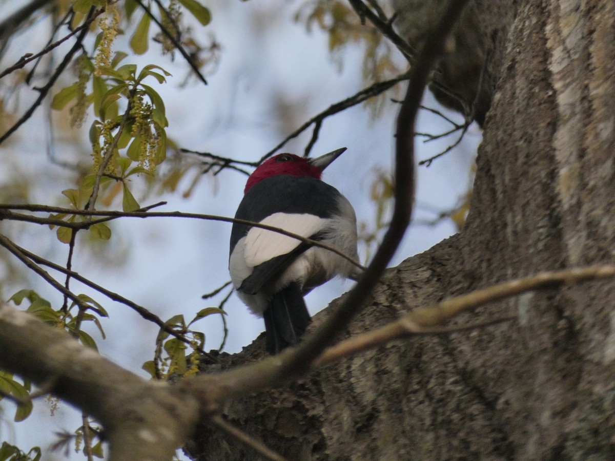 Red-headed Woodpecker - Carlo Lindner