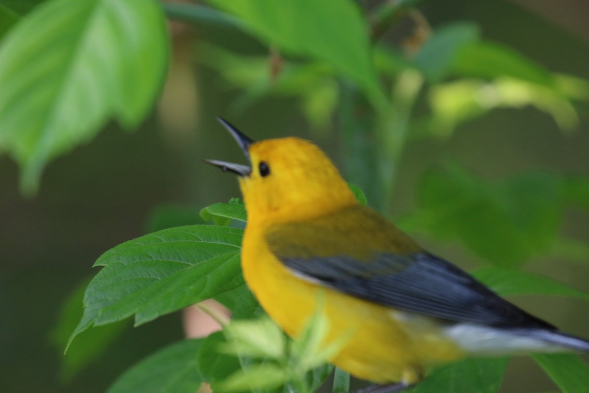 Prothonotary Warbler - Joli Reising