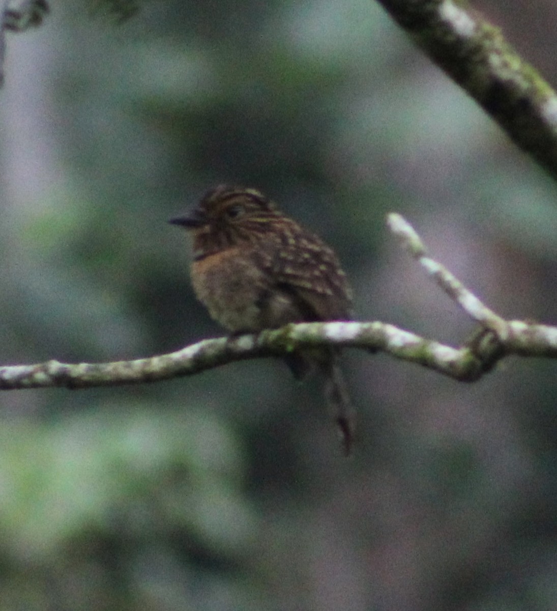 Crescent-chested Puffbird (Greater) - ML618857641