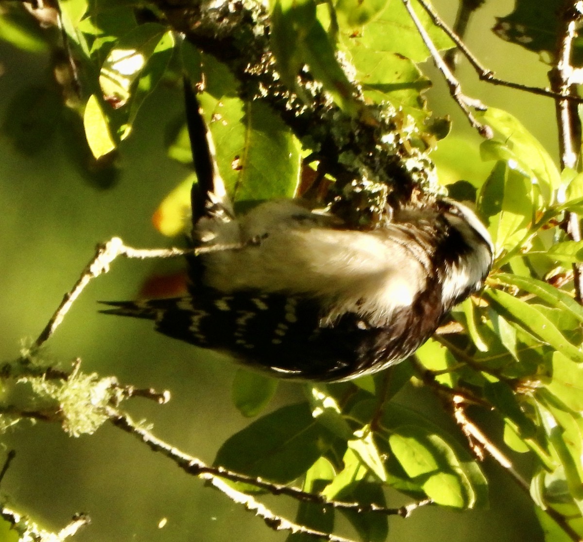 Downy Woodpecker - Jane Orbuch