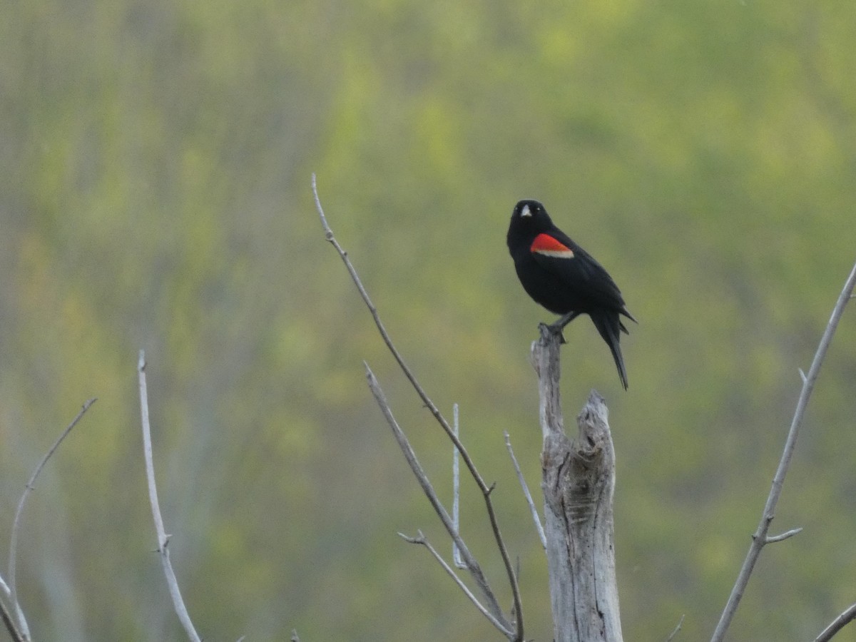 Red-winged Blackbird - Carlo Lindner