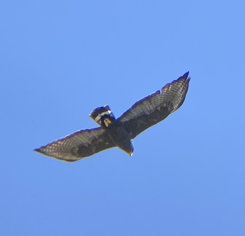 Zone-tailed Hawk - Tristan McKnight