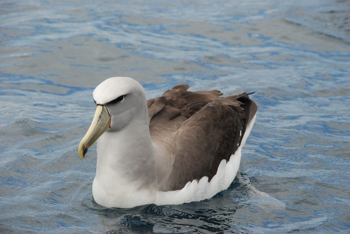 Salvin's Albatross - Andrew Plant