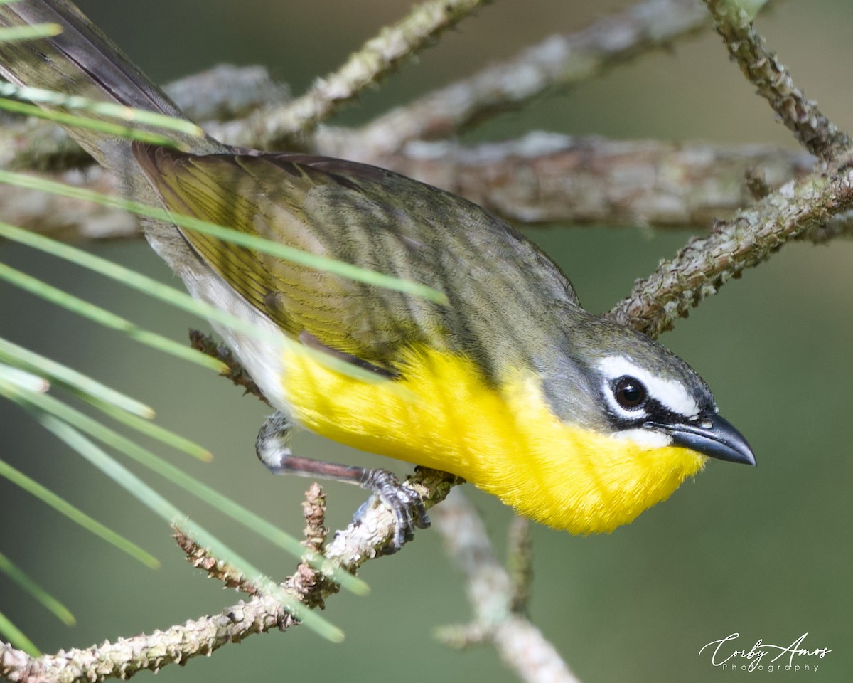 Yellow-breasted Chat - ML618857759
