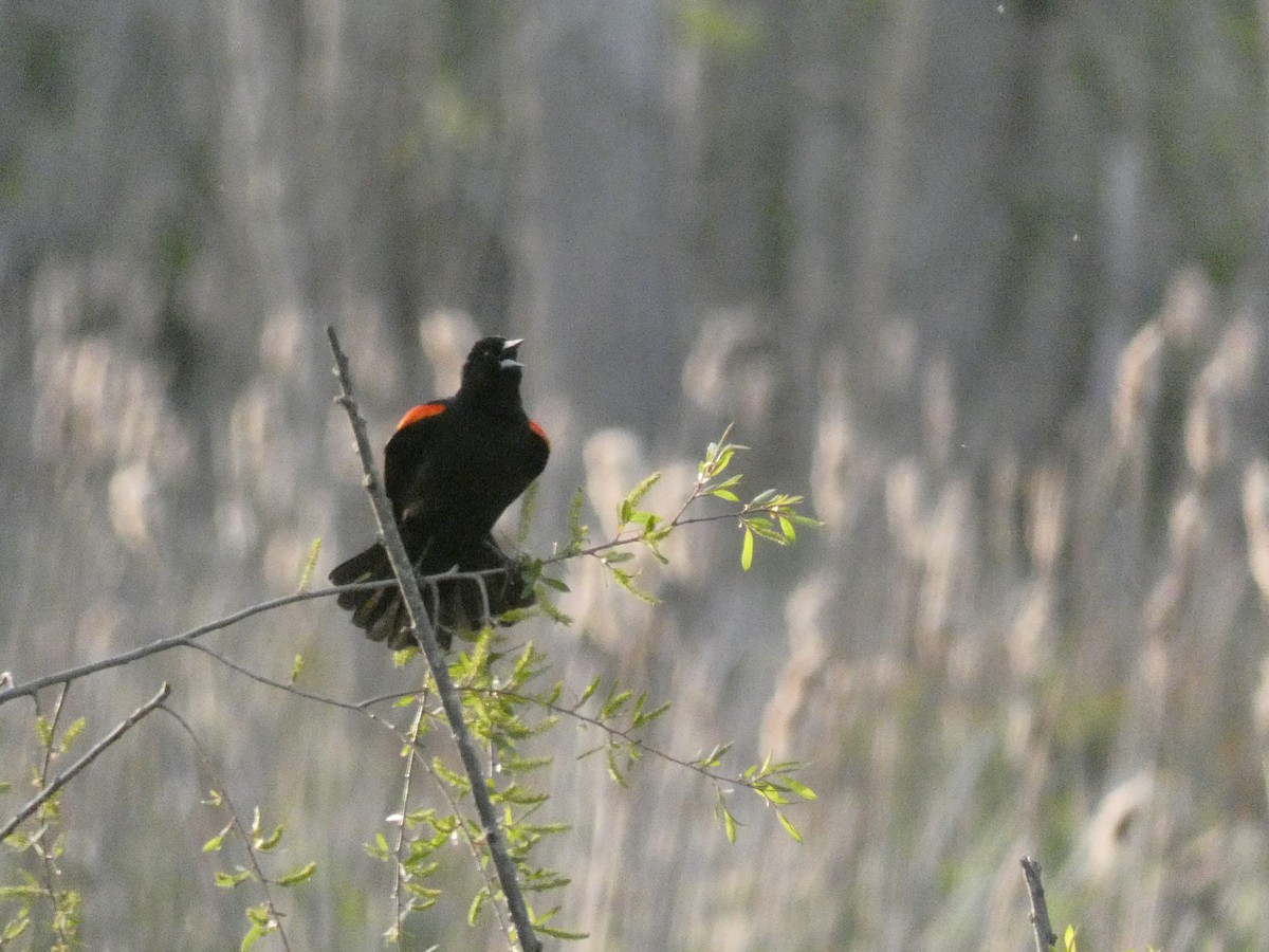 Red-winged Blackbird - ML618857767