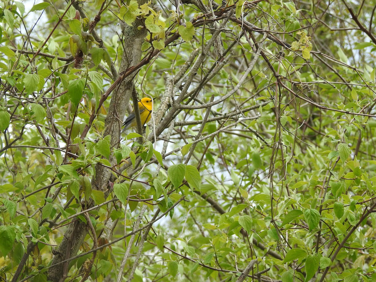 Prothonotary Warbler - ML618857770