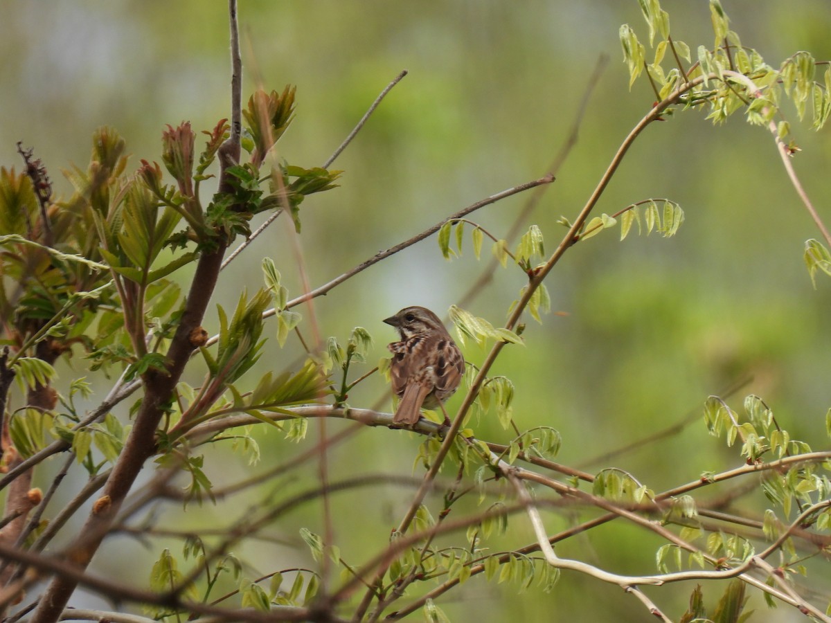 Song Sparrow - Kristina Beeby Curtis