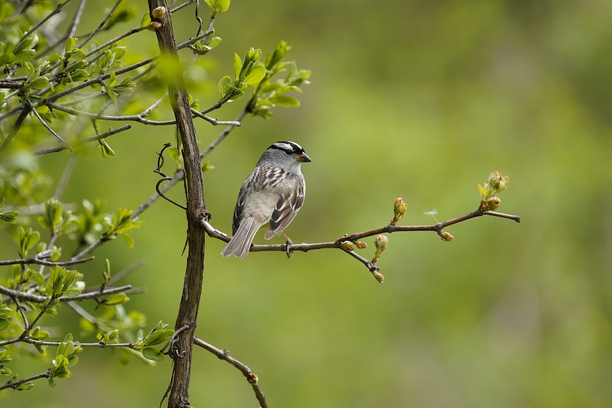 White-crowned Sparrow - Lauren B