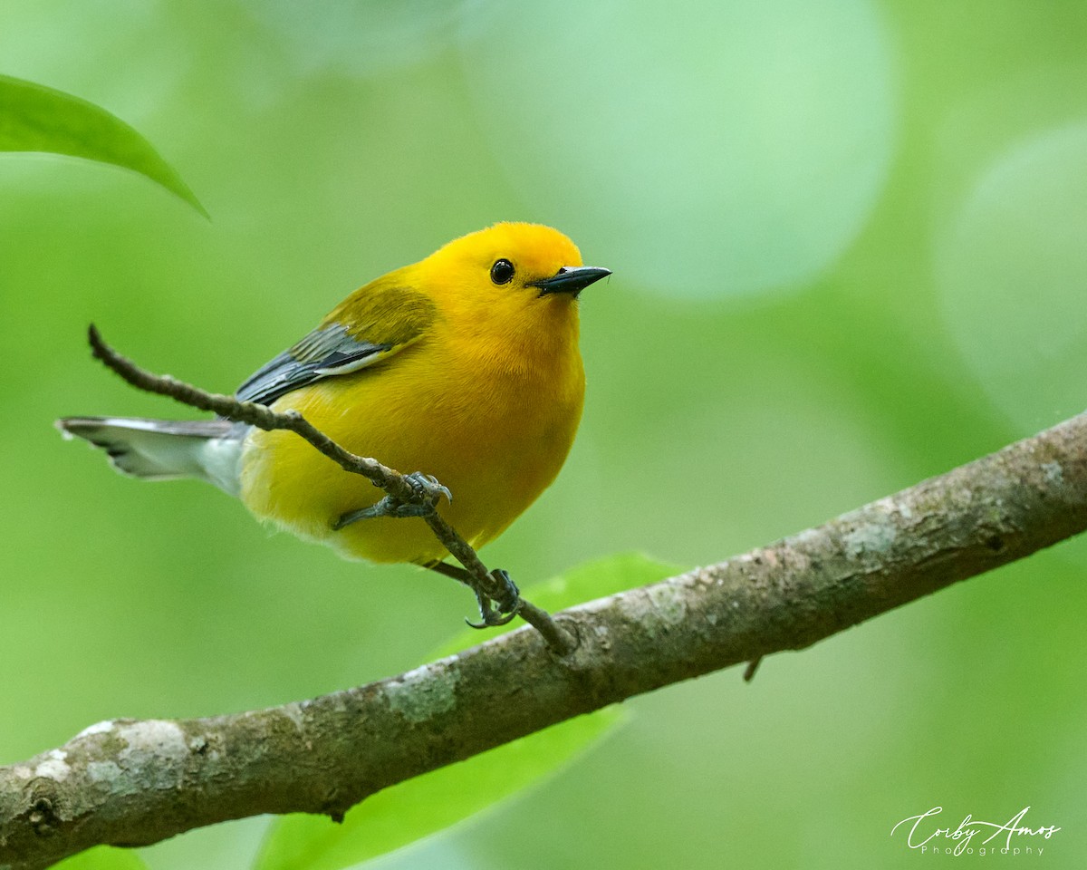 Prothonotary Warbler - ML618857779