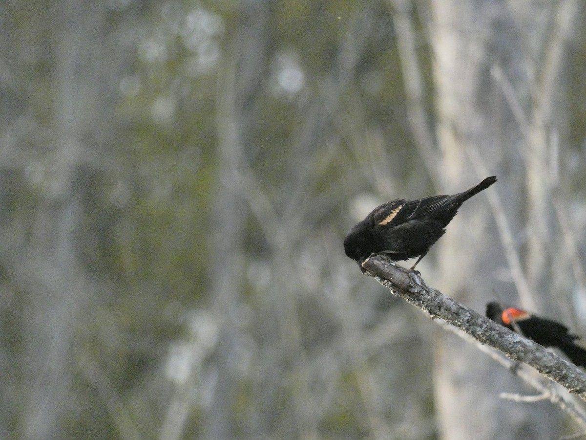 Red-winged Blackbird - ML618857784