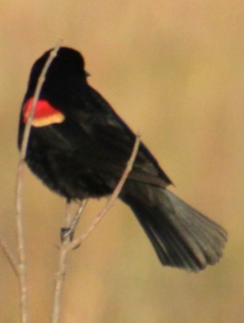 Red-winged Blackbird (Red-winged) - ML618857786