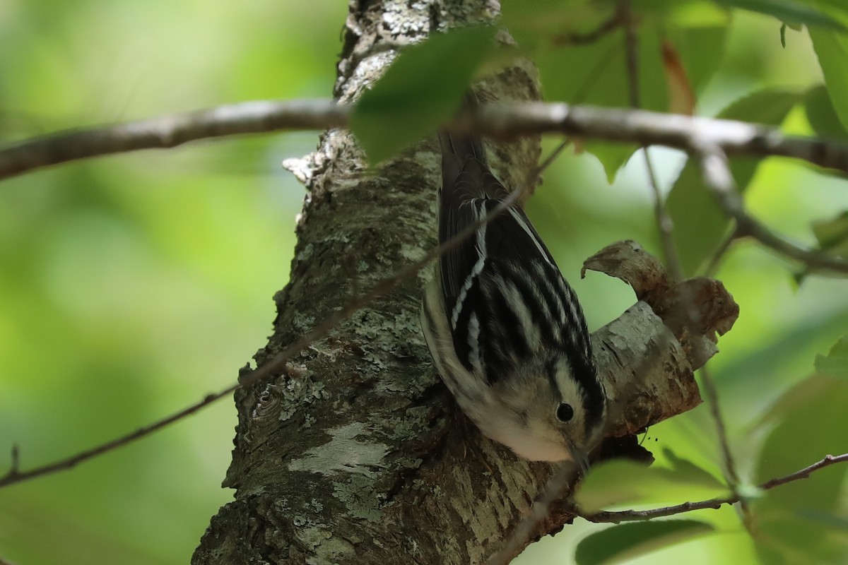 Black-and-white Warbler - ML618857789