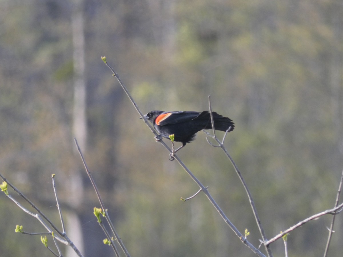 Red-winged Blackbird - ML618857791