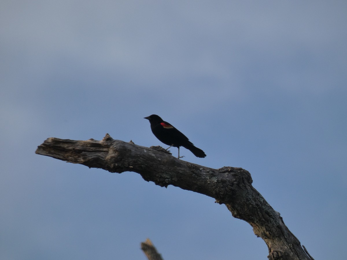 Red-winged Blackbird - Carlo Lindner