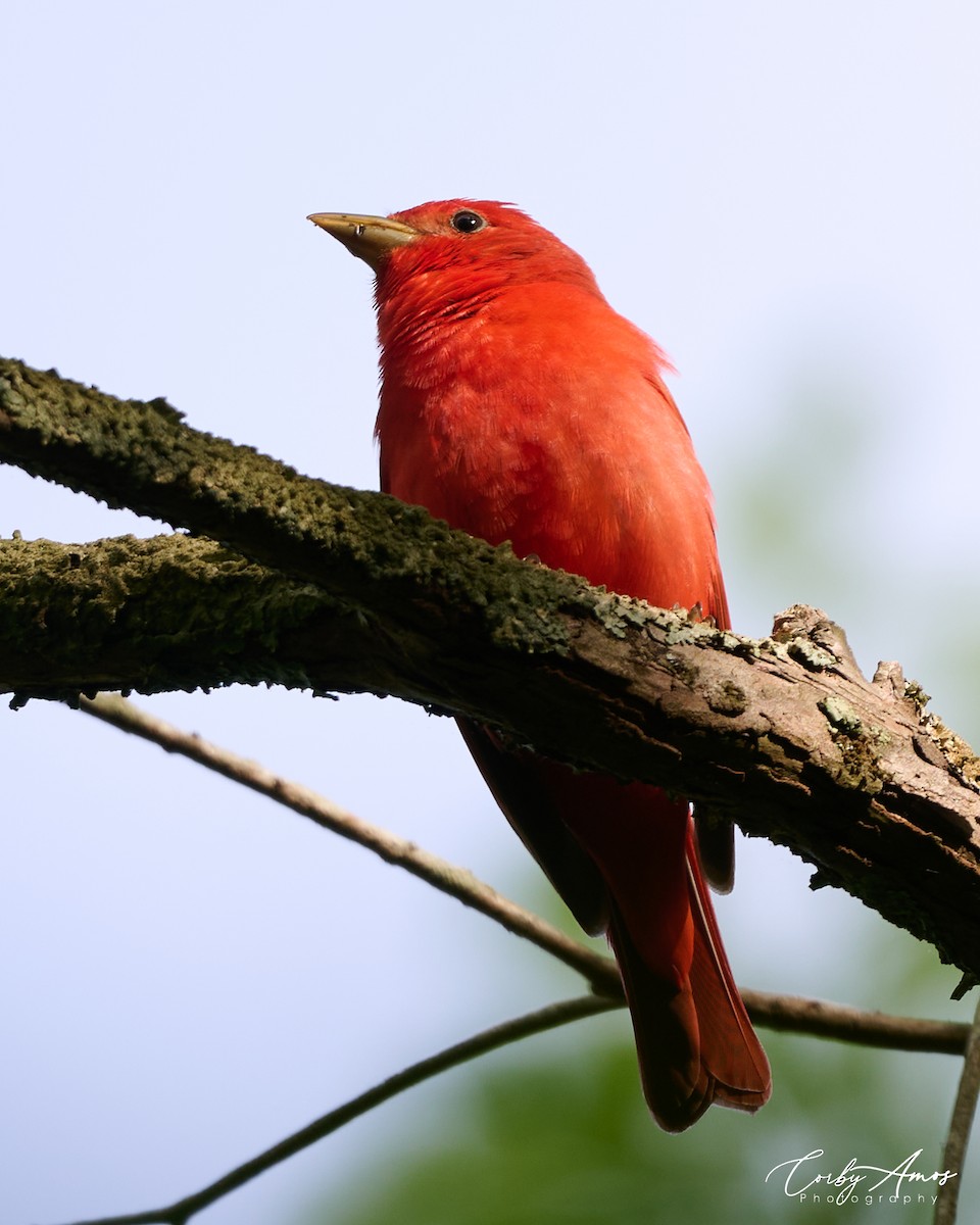 Summer Tanager - Corby Amos