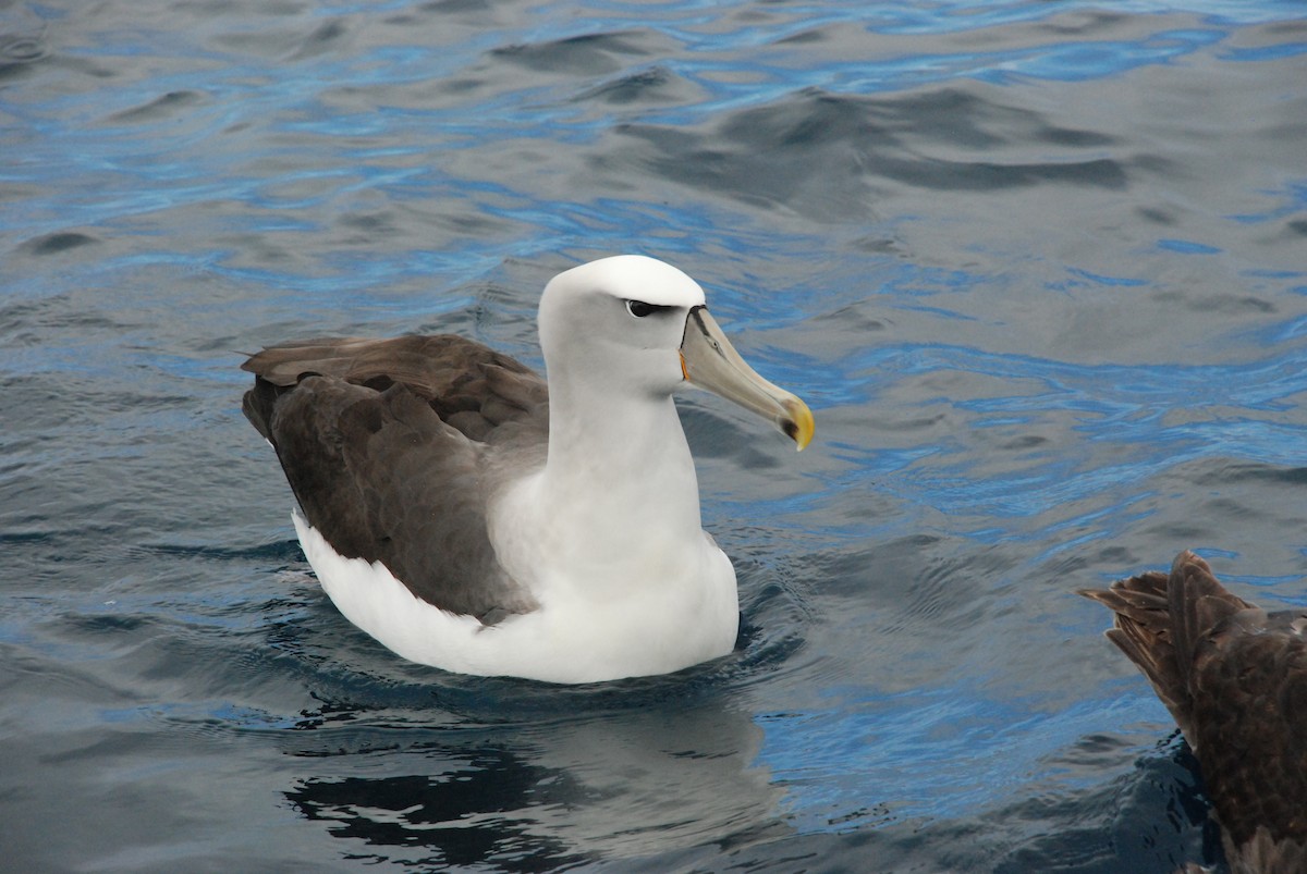 Albatros de Salvin - ML618857800