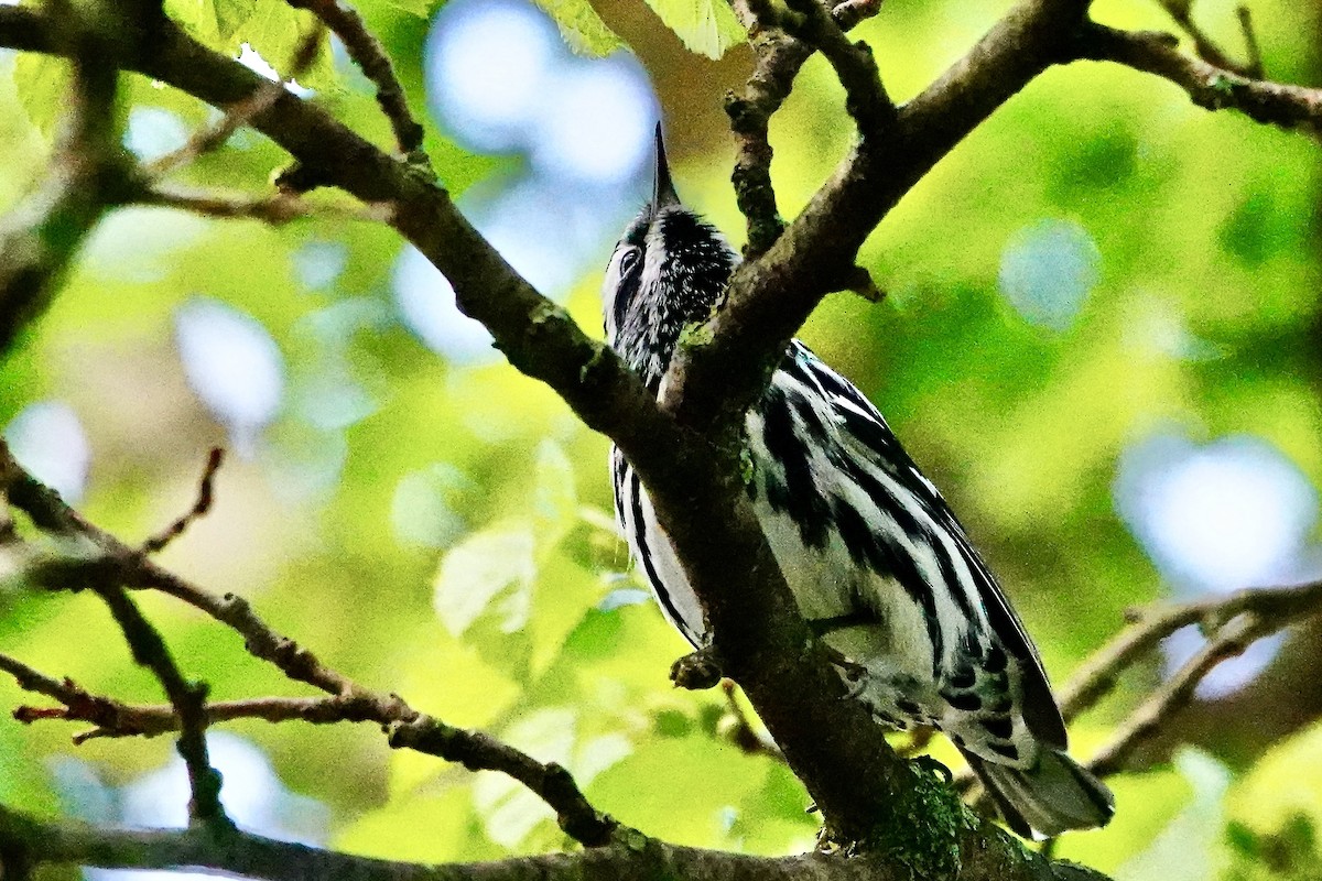 Black-and-white Warbler - ML618857801