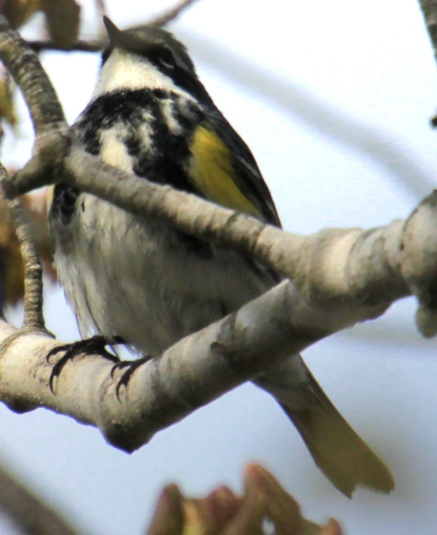 Yellow-rumped Warbler (Myrtle) - ML618857804