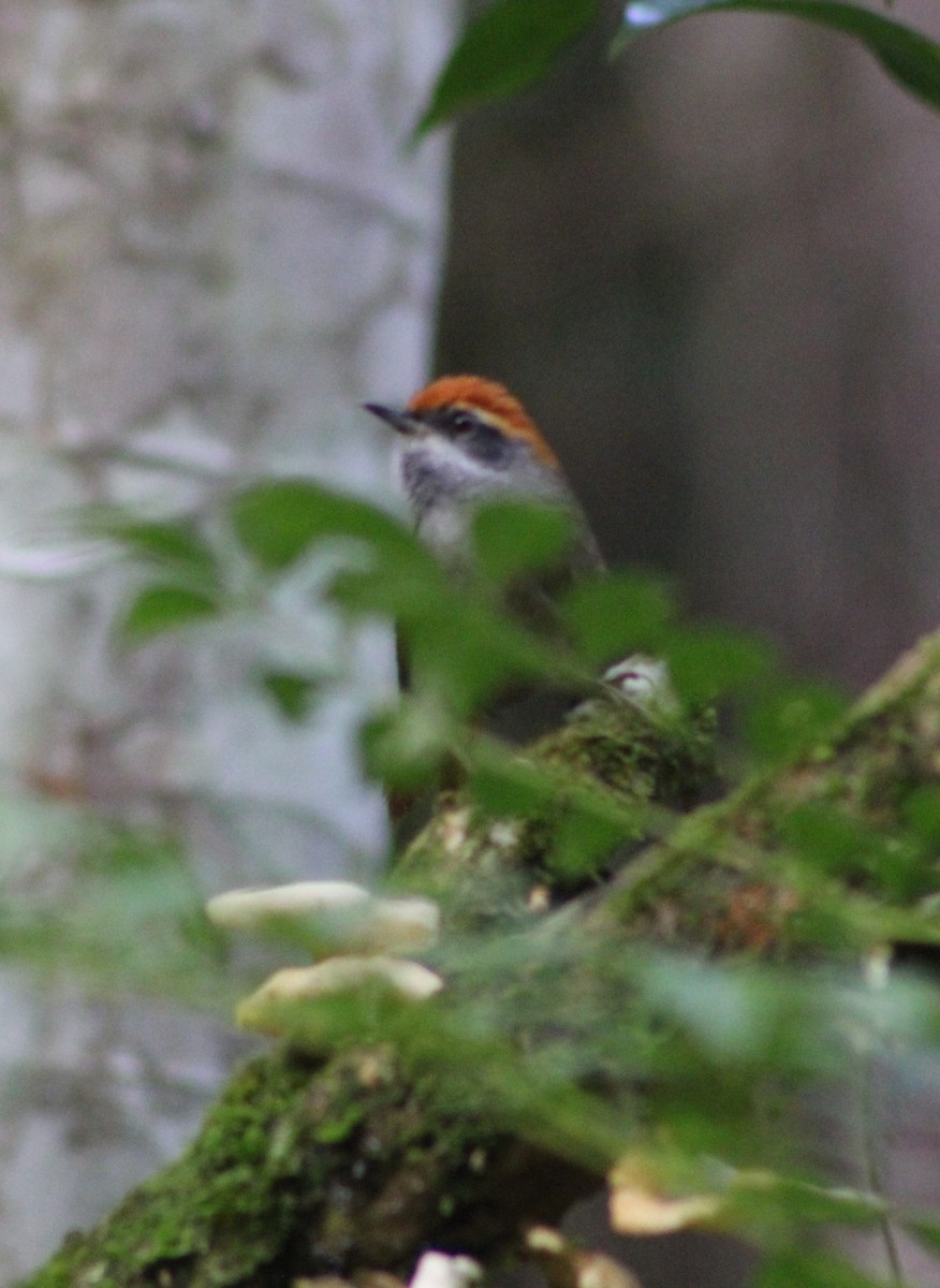 Rufous-capped Spinetail - ML618857814