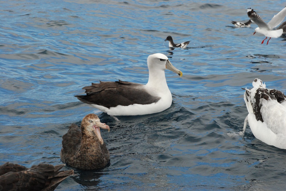 albatros snarský - ML618857820