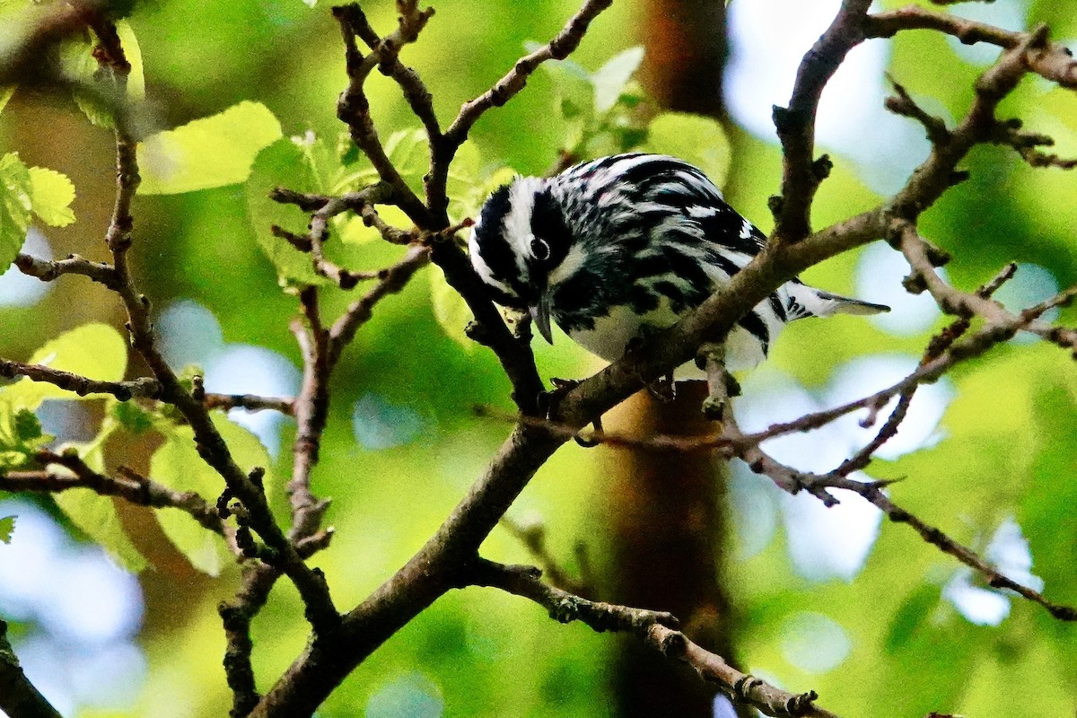 Black-and-white Warbler - ML618857827