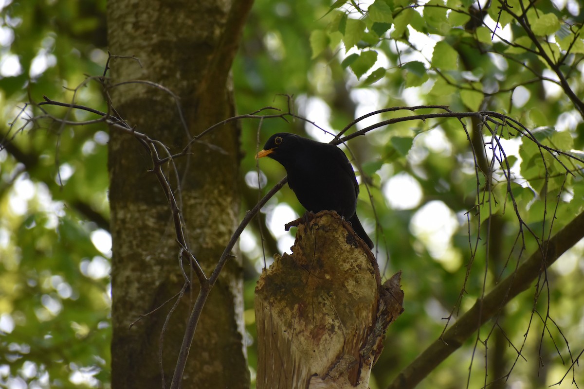 Eurasian Blackbird - Gaspar Horvath