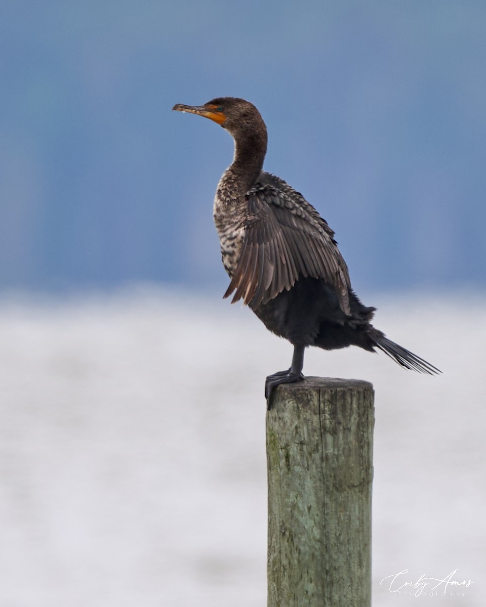 Double-crested Cormorant - Corby Amos