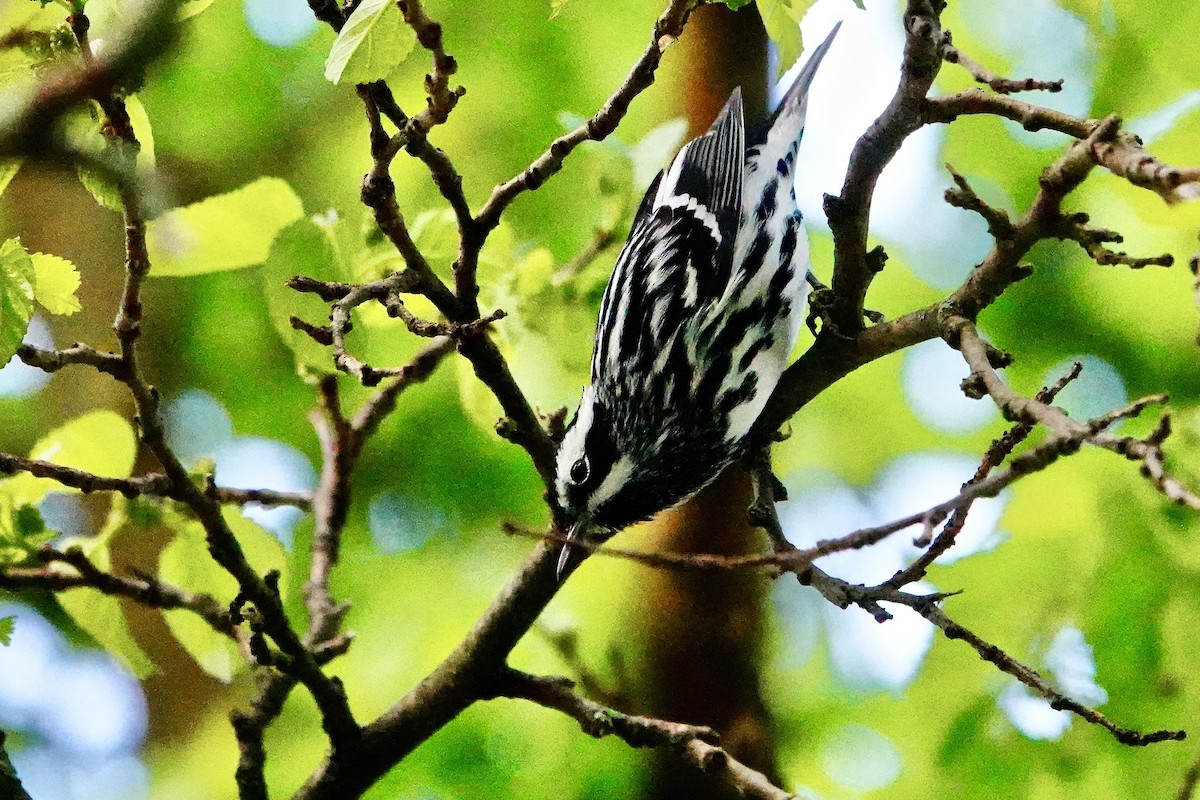 Black-and-white Warbler - ML618857866