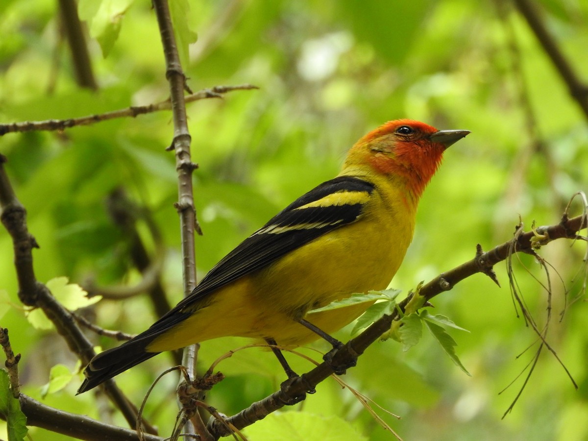Western Tanager - ML618857878