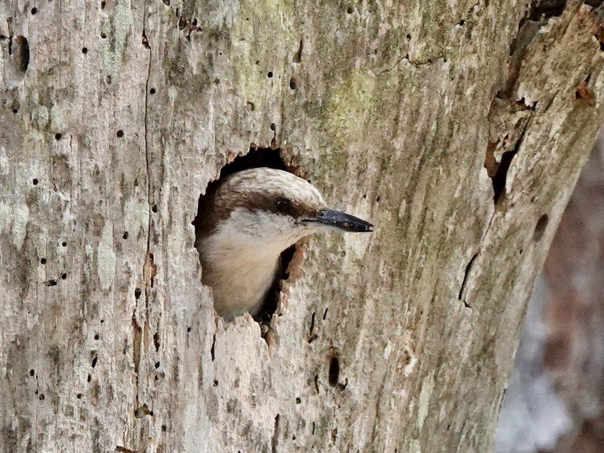 Brown-headed Nuthatch - ML618857887