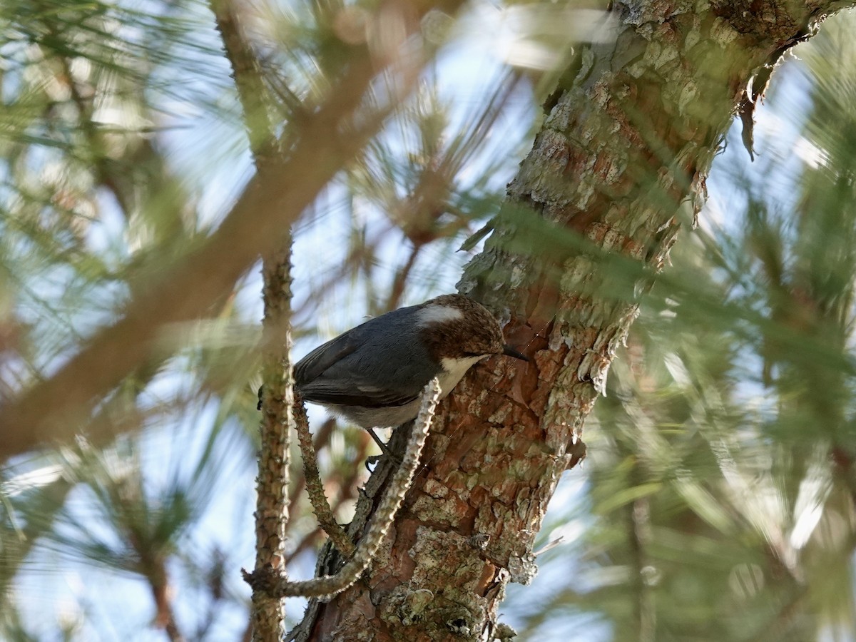 Brown-headed Nuthatch - ML618857890