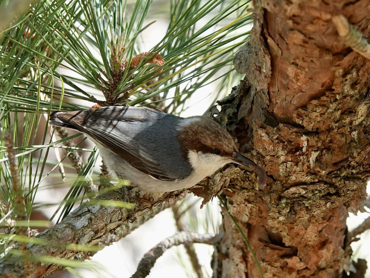 Brown-headed Nuthatch - ML618857892