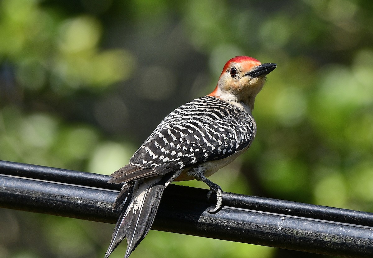 Red-bellied Woodpecker - ML618857912