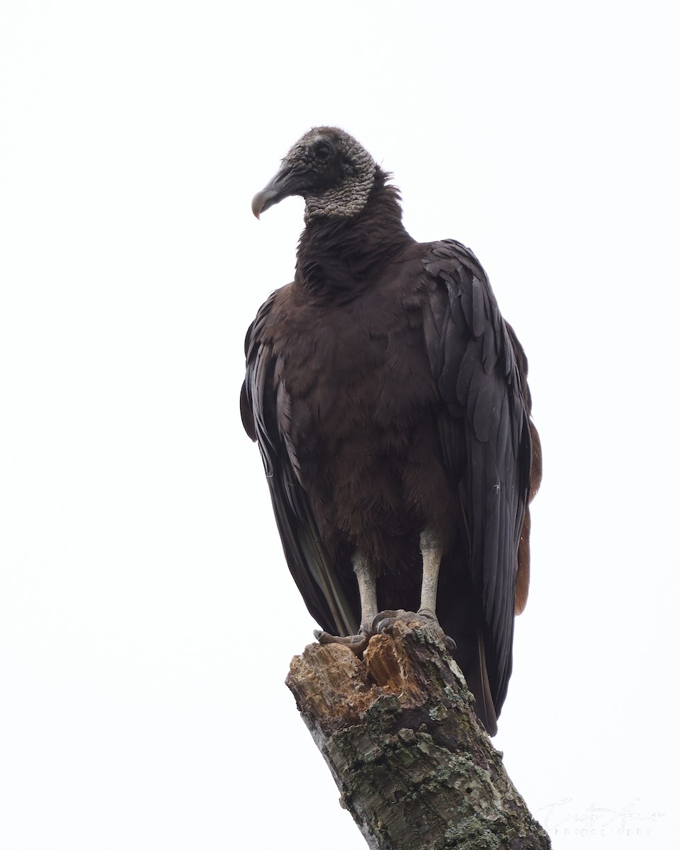 Black Vulture - Corby Amos
