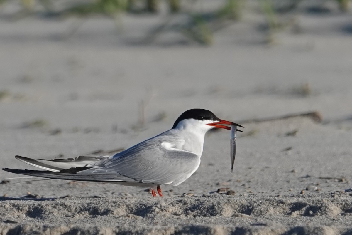 Common Tern - Scott  Yale