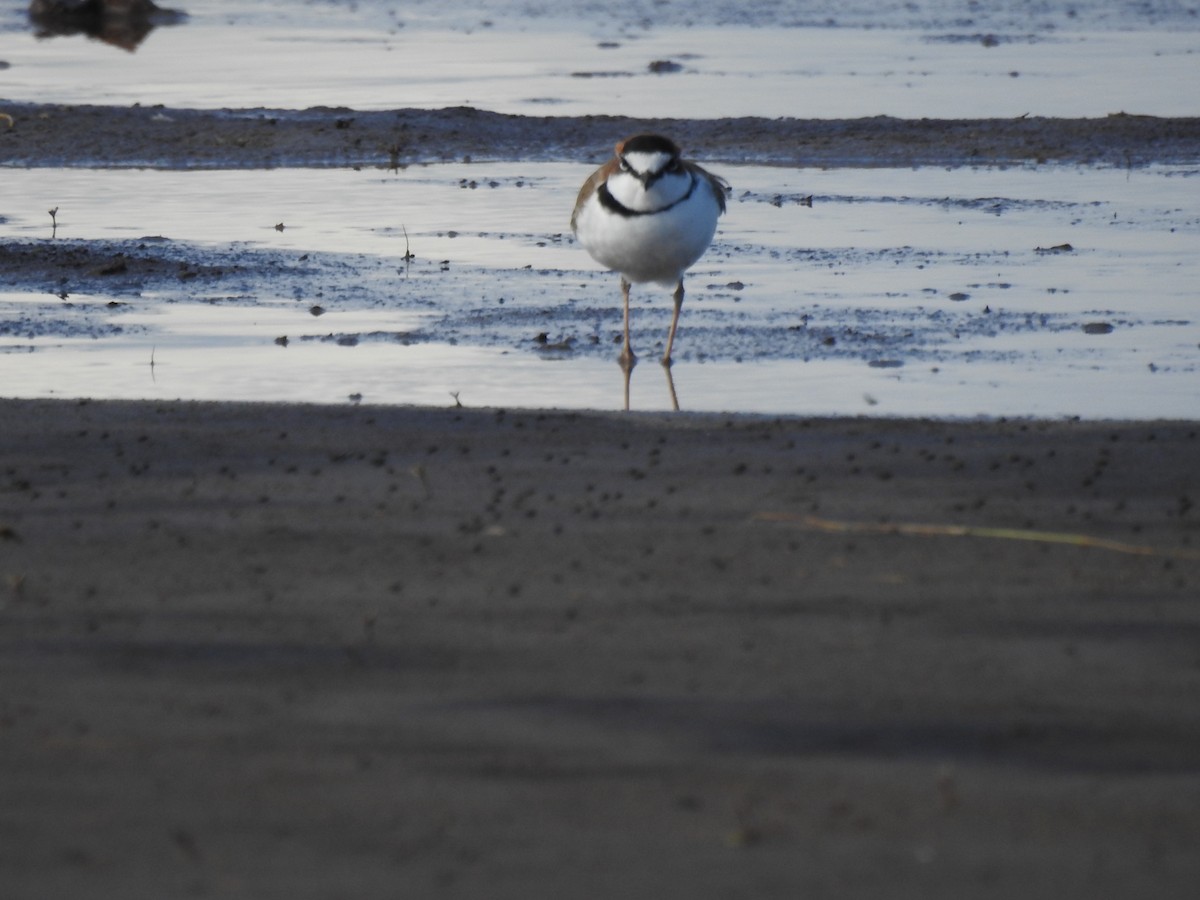 Collared Plover - ML618857958