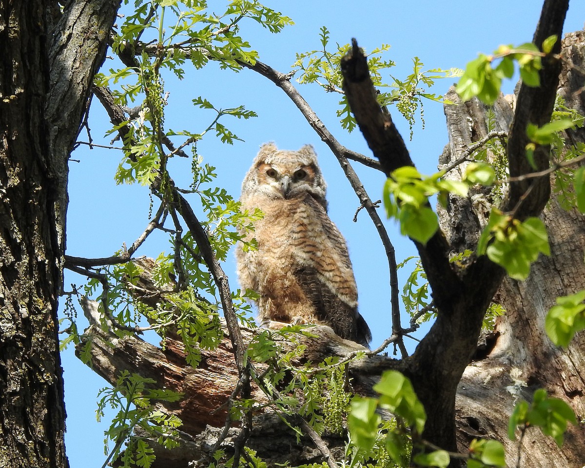 Great Horned Owl - ML618857978