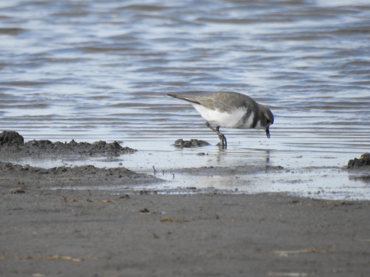Two-banded Plover - ML618857985