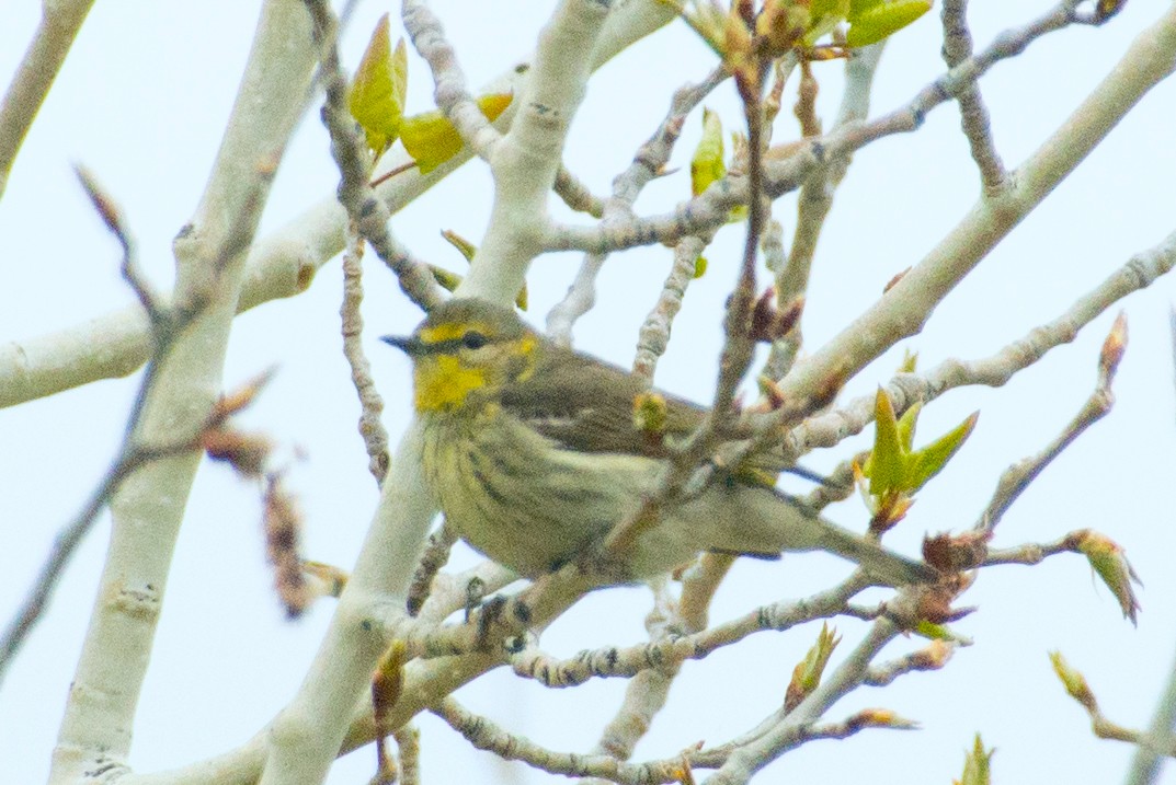 Cape May Warbler - ML618857990