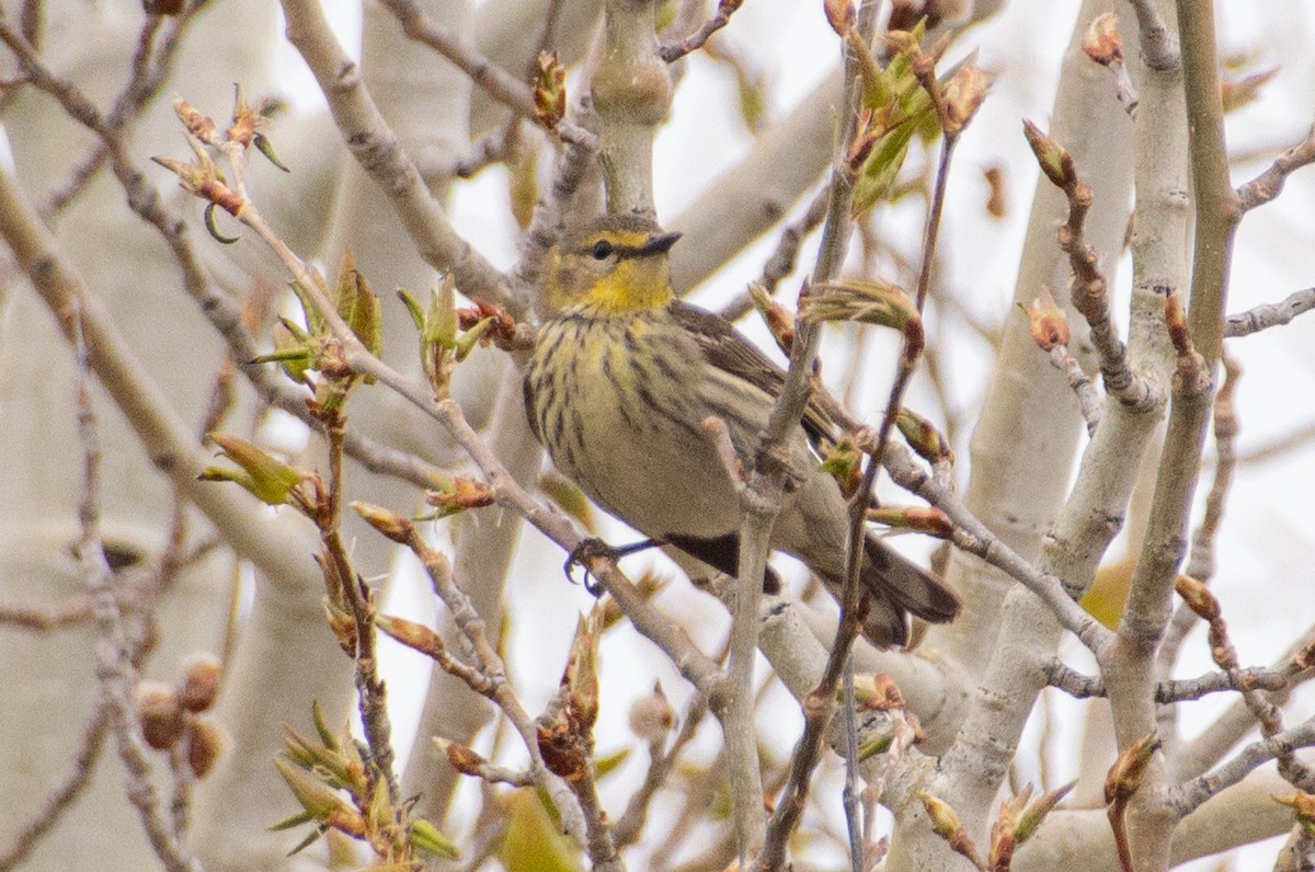 Cape May Warbler - ML618857991