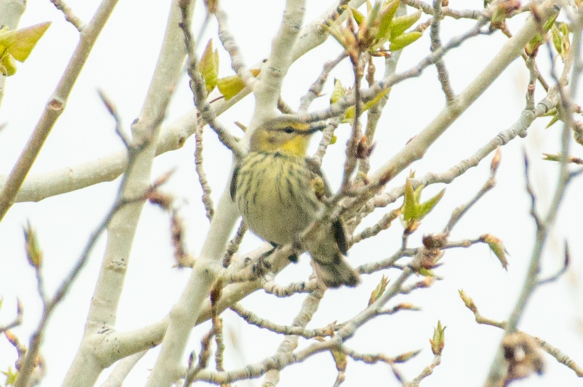 Cape May Warbler - ML618857992