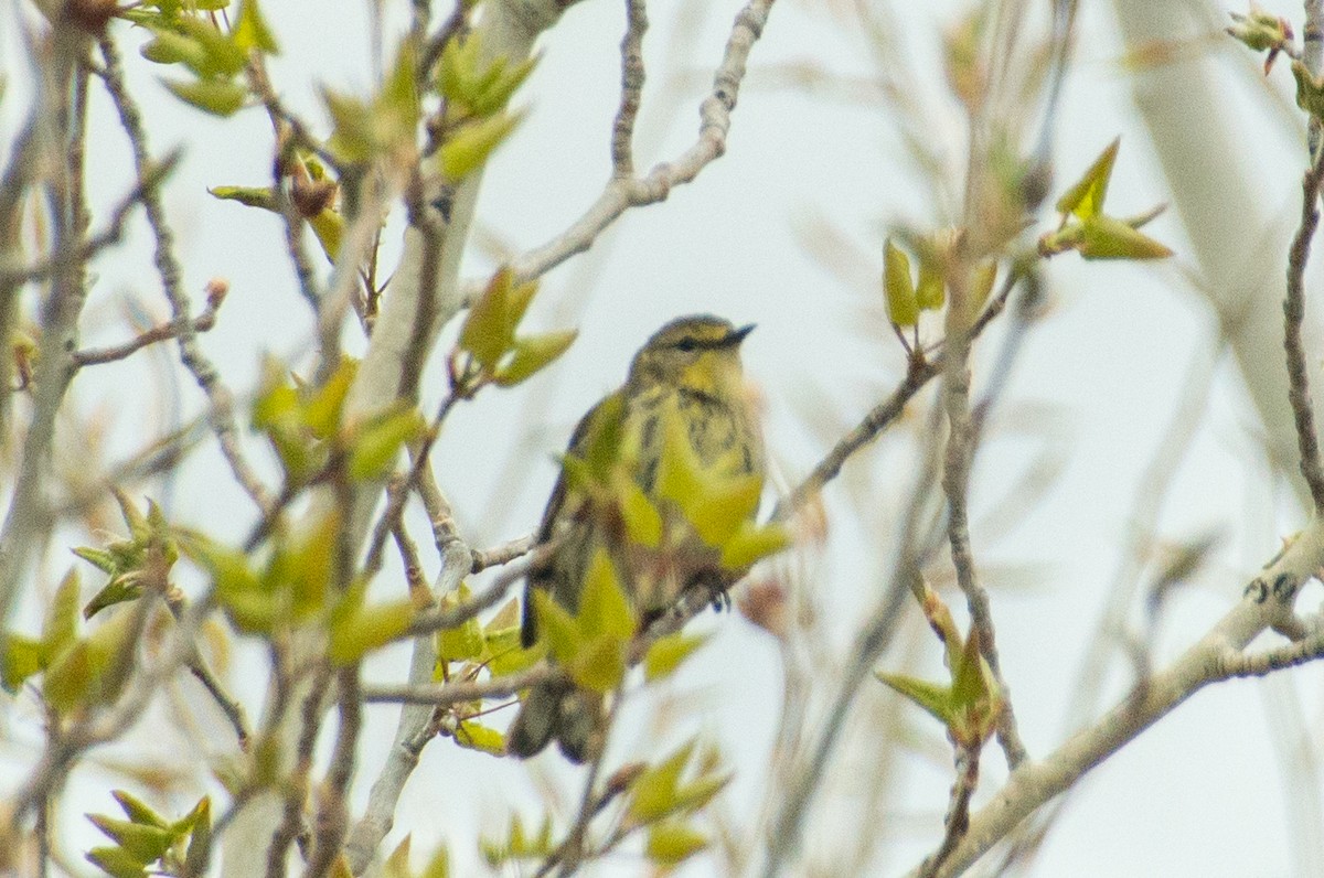 Cape May Warbler - ML618857993
