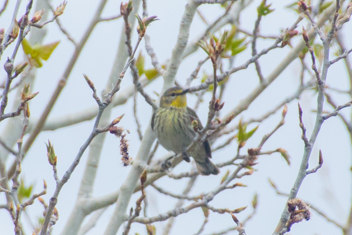 Cape May Warbler - ML618857994
